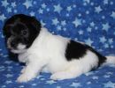 sawyer3 coton de tulear puppy for sale w4