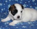 sebastian3 cotondetulearpuppyforsalew3