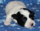 sequoia1 coton de tulear puppy for sale w2