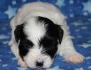 sequoia1 coton de tulear puppy for sale w3