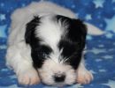 sequoia1 coton de tulear puppy for sale w4