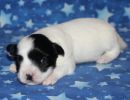 sequoia3 coton de tulear puppy for sale w2