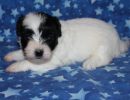 sequoia3 coton de tulear puppy for sale w4