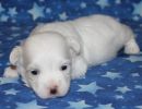 serenity1 coton de tulear puppy for sale w2