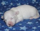 serenity3 coton de tulear puppy for sale w1