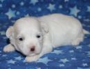 serenity3 coton de tulear puppy for sale w2