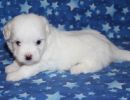 serenity3 coton de tulear puppy for sale w4