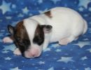shana3 coton de tulear puppy for sale w1