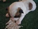 sheldon1 cotondetulearpuppyforsalew2