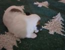 sheldon2 cotondetulearpuppyforsalew2