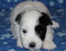 shira1 cotondetulearpuppyforsalew3