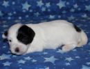 shira3 cotondetulearpuppyforsalew2