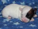 shyla2 coton de tulear puppy for sale w1