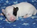shyla3 coton de tulear puppy for sale w1