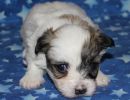 sierra1 coton de tulear puppy for sale w3