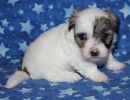sierra2 coton de tulear puppy for sale w4
