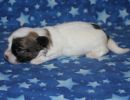 sierra3 coton de tulear puppy for sale w2