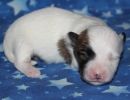 sloan2 coton de tulear puppy for sale w1