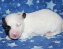 sloan3 coton de tulear puppy for sale w1