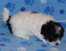 solomon2 cotondetulearpuppyforsalew7