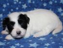 stormi3 coton de tulear puppy for sale w3