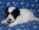 stormi3 coton de tulear puppy for sale w4