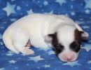 susana2 coton de tulear puppy for sale w1