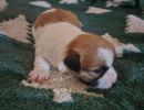 sven1 cotondetulearpuppyforsalew2