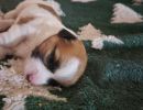 sven2 cotondetulearpuppyforsalew2